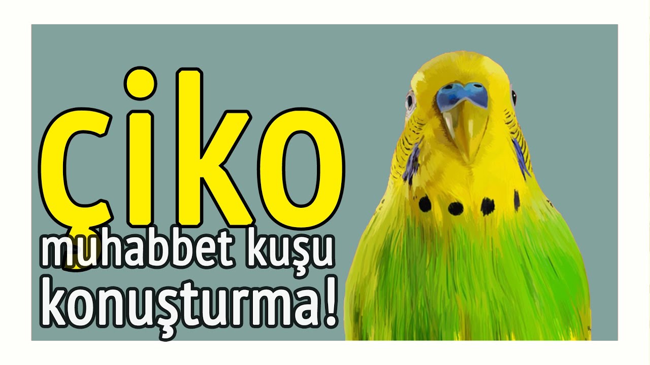 ÇİKO Ses Kaydı (Kuş Konuşturma Egzersizi!)