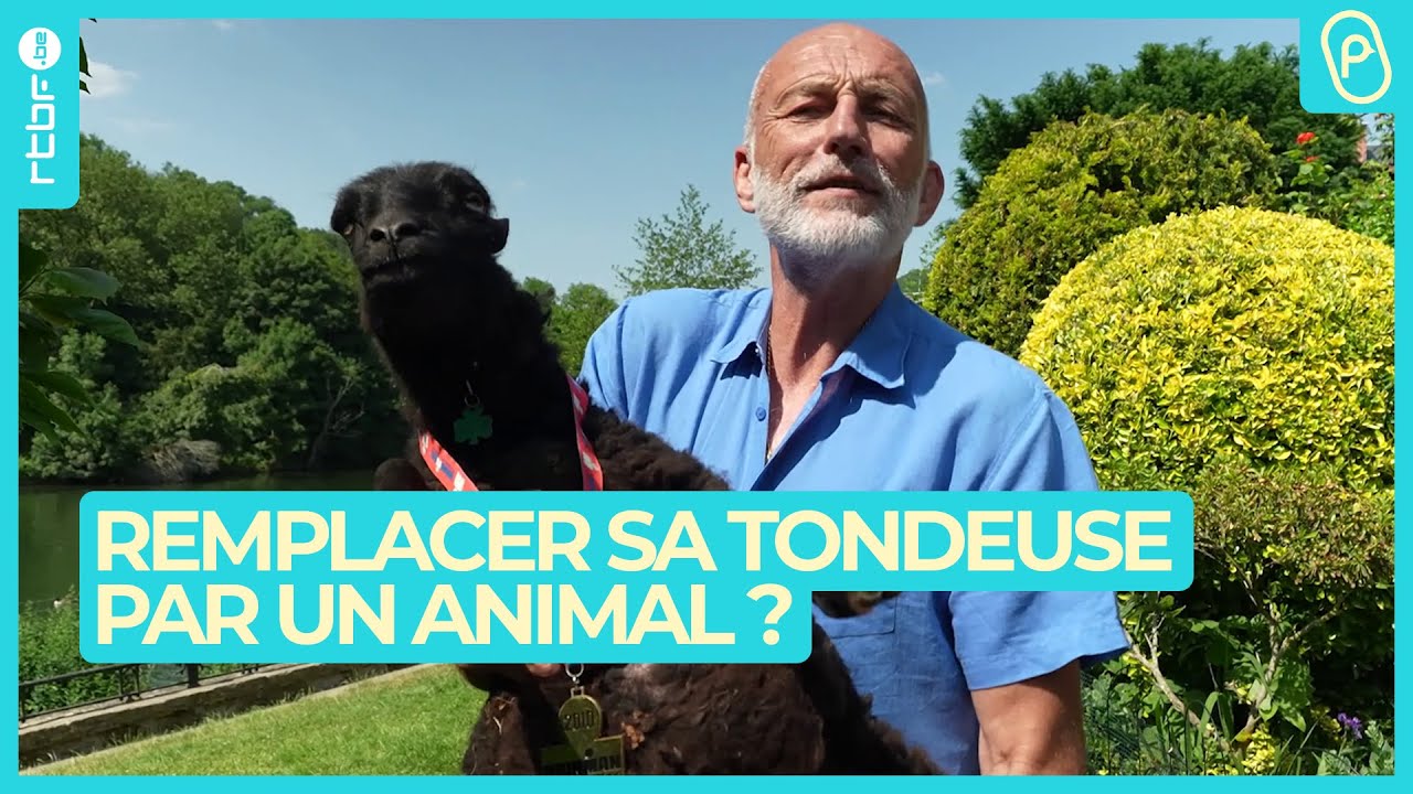 Remplacer sa tondeuse par un animal : bonne ou mauvaise idée ? - On n'est pas des Pigeons