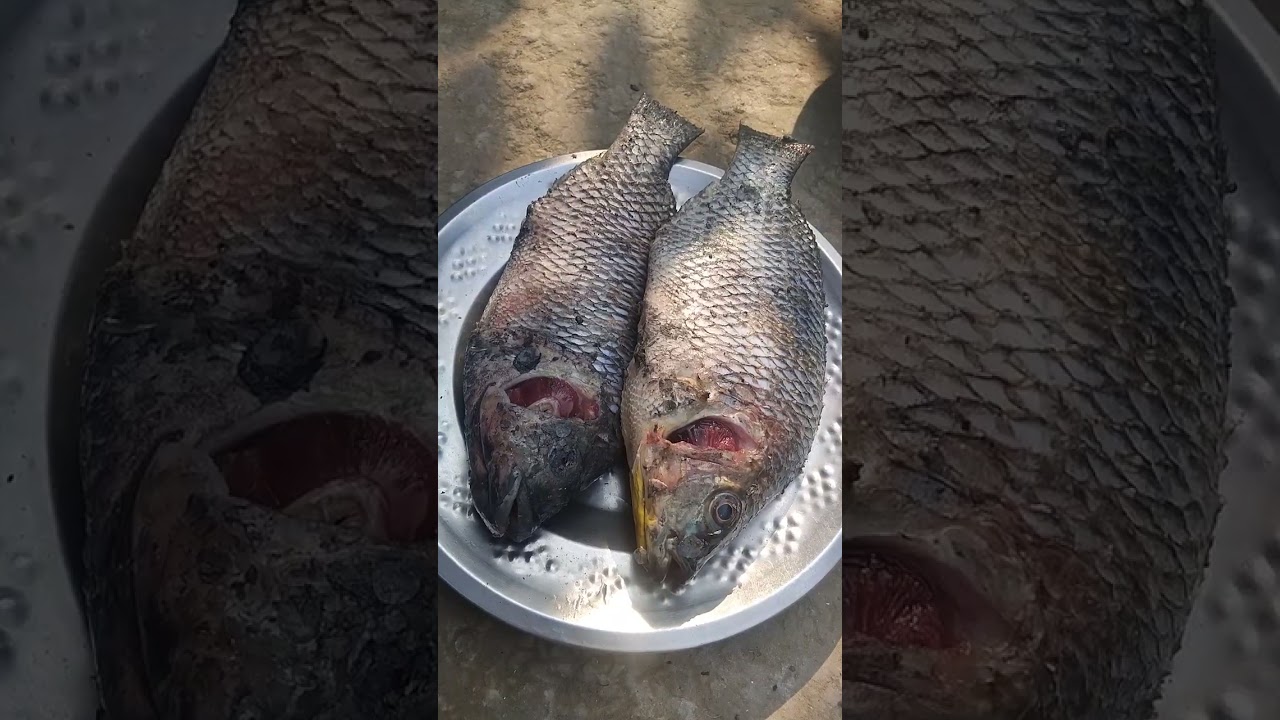 Bengali Traditional Telapia fish Cutting বাঙালির মাছ কাঁটার পদ্ধতি 