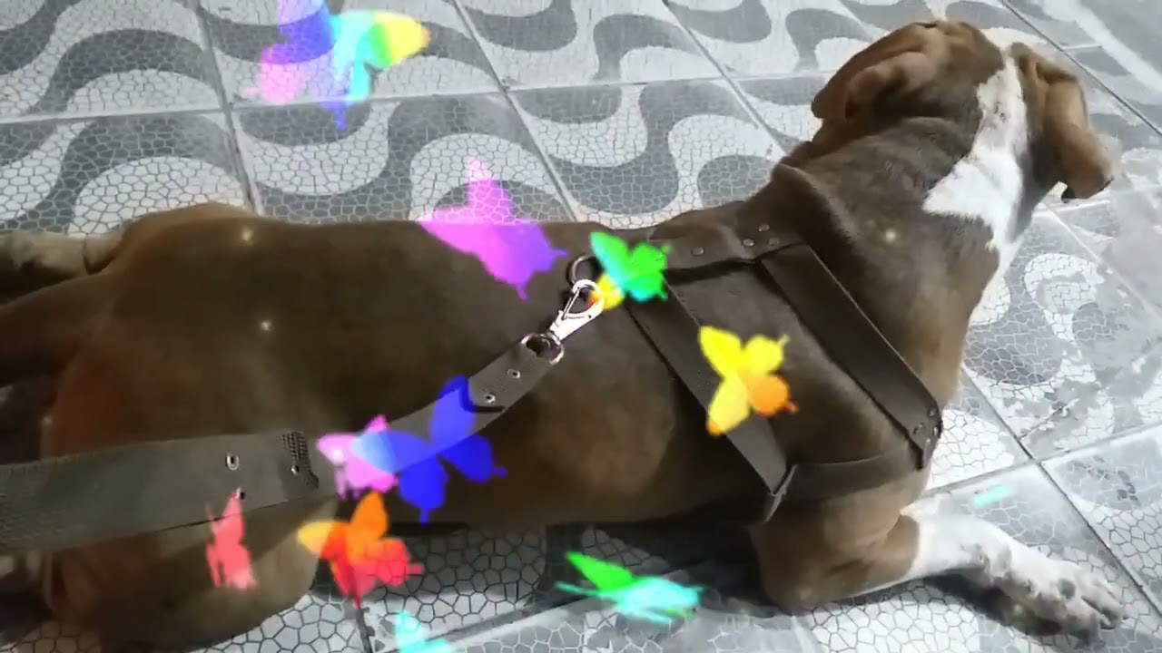 Dog de ra&ccedil;a