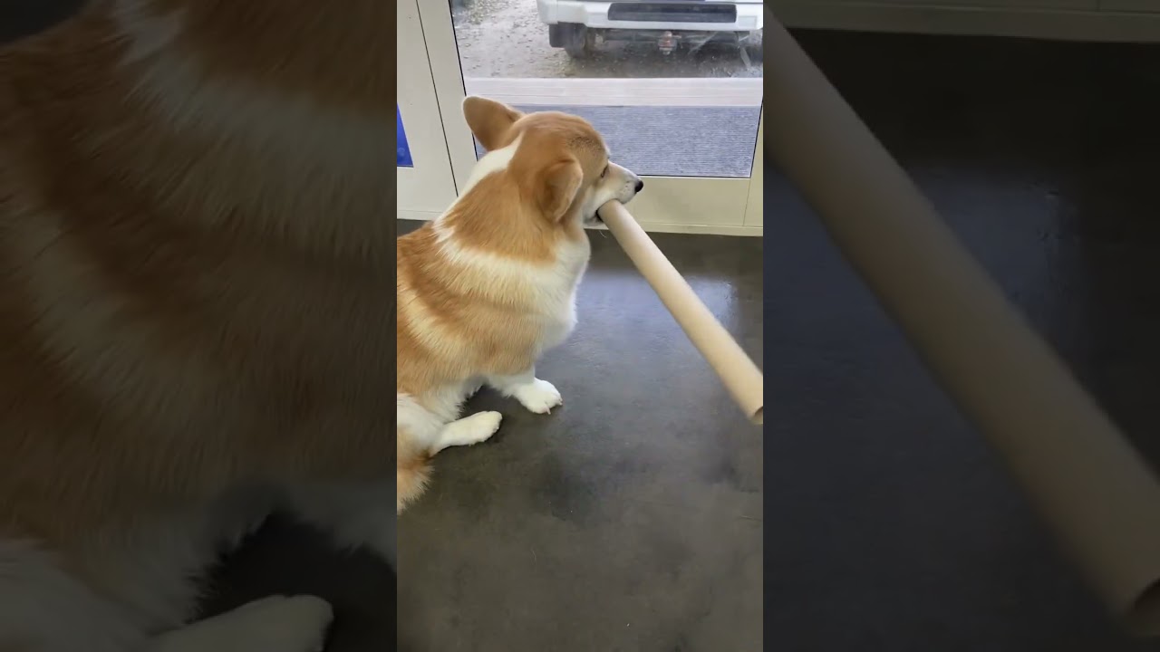 I just want to be a Jedi!! #corgipuppy #dogoftheday #dogjedi