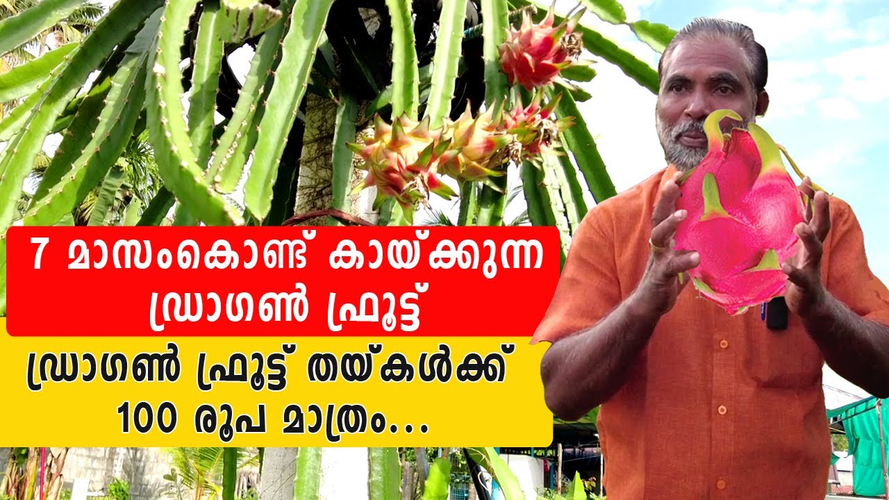 Dragon fruit farming| ഡ്രാഗൺ ഫ്രൂട്ട് കൃഷി | Dragon fruit krishi