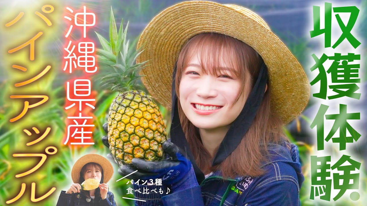秋元真夏が沖縄へ！石垣島でパインアップルを収穫してまるかじり！！
