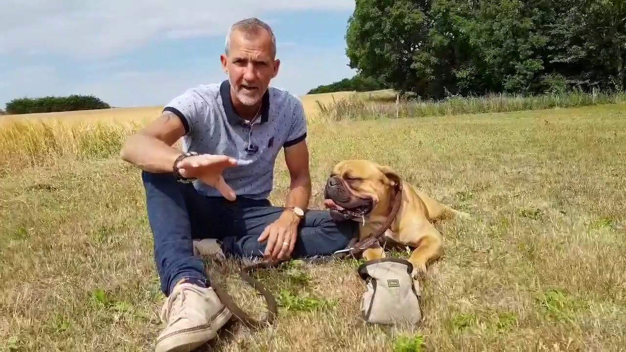 HUNDEN TRÆKKER   GLEM ALT OM FYSISK VÆRKTØJ, SOM SELE OSV