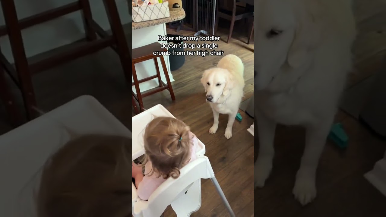 She&rsquo;s getting better at eating and Baker is unimpressed #fyp #dogsoftiktok #dog #goldenretriever