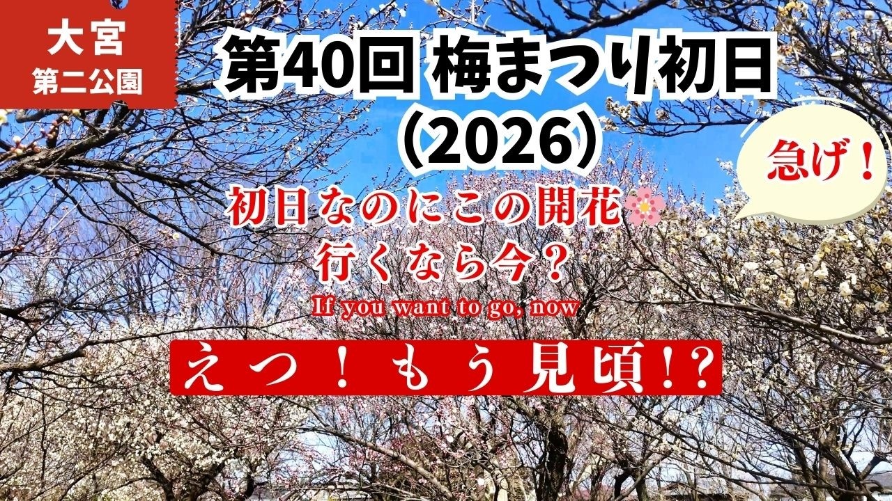 【速報】第40回大宮第二公園梅まつり初日🌸もうこんなに咲いてる！梅林の様子と陶器市日程(大宮公園🌳菖蒲田・会場の様子)kasukabe japan