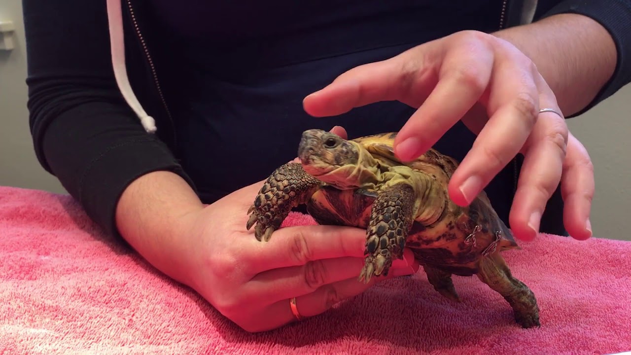How to give oral medications to a Turtle or Tortoise