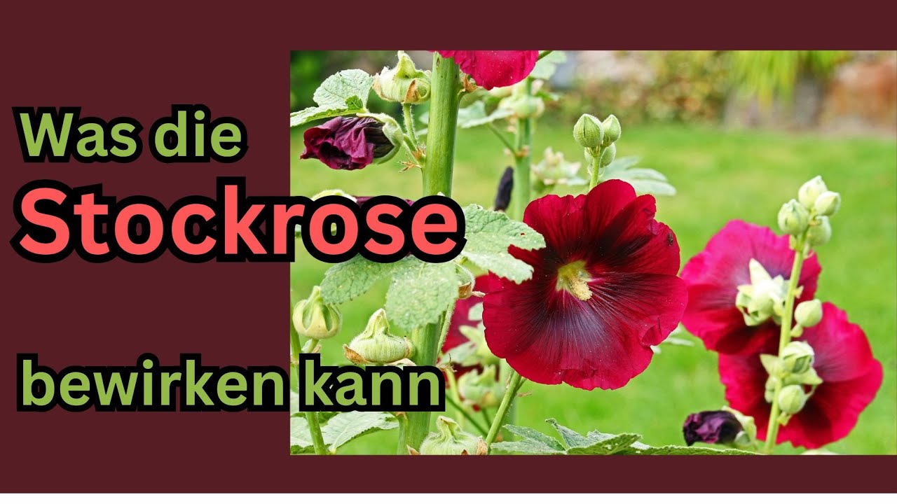 Die Stockrose - Ihre energetische Wirkung und Botschaft
