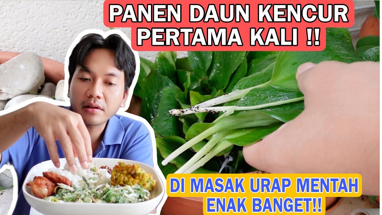 PANEN DAUN KENCUR PERTAMAKALI!! DAN DI MASAK URAP MENTAH!! TERNYATA ENAK BANGET!!