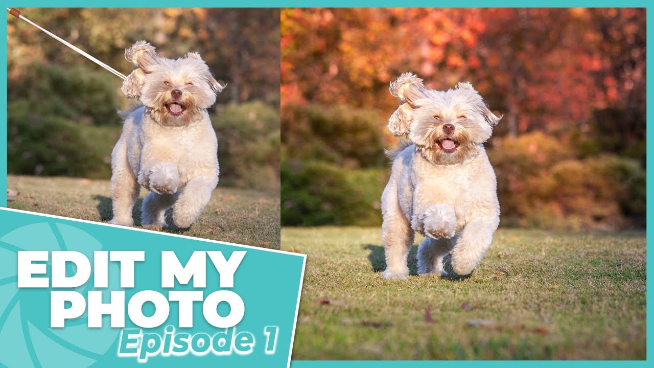 Edit My Photo Episode 1 - Creating a Colourful and Vibrant Background / Learn Pet Photography