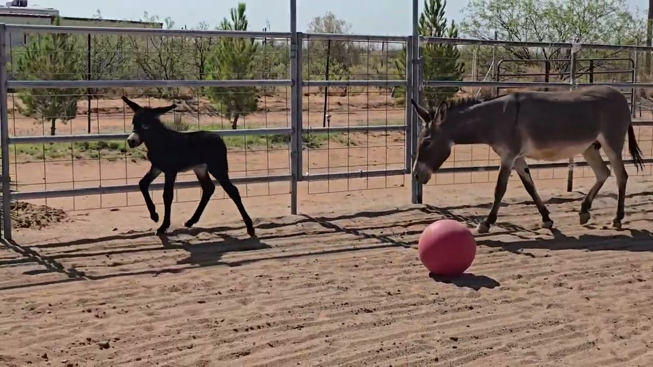 Rhett 5 days, 2nd arena turnout