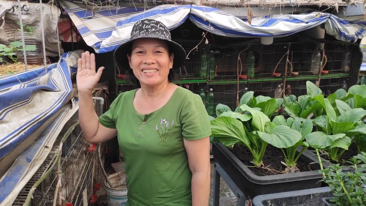 Vườn Rau Sân Thượng xung quanh nuôi những gì  , lấy phân ủ để trồng rau  | Khoa Hien 393