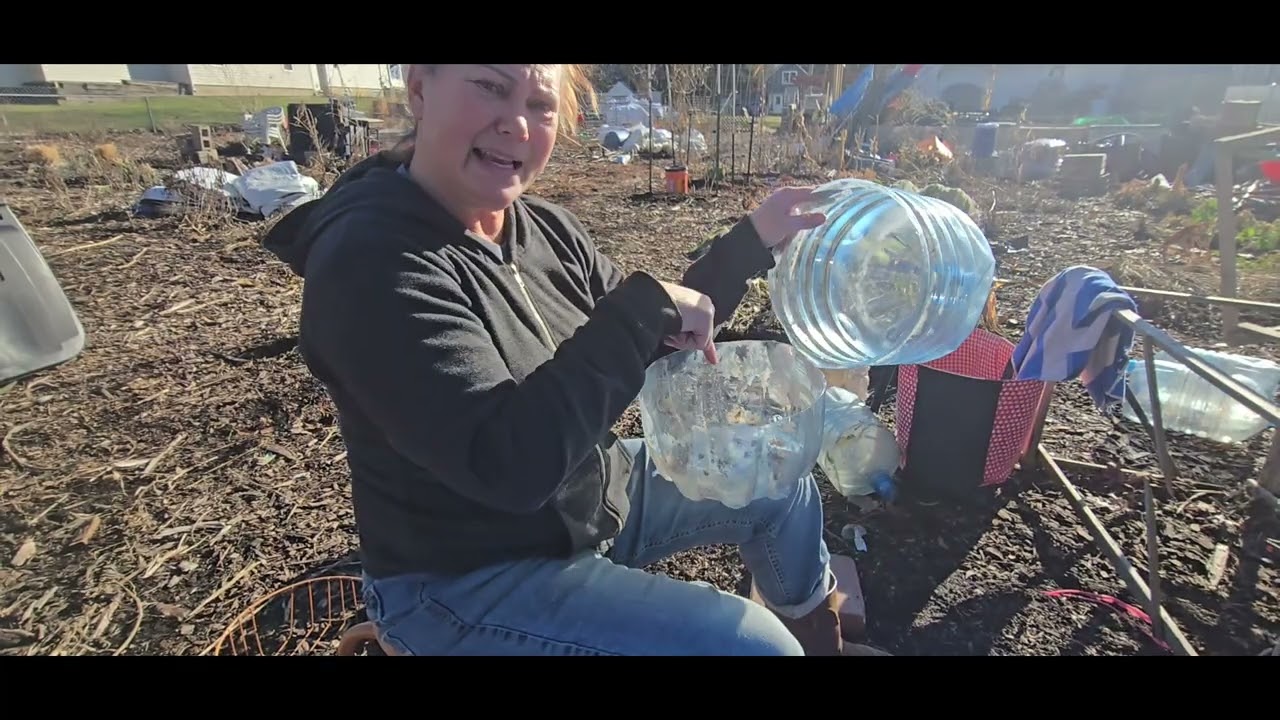 Winter sowing 4 gallon jug method step 1.  1.13.26
