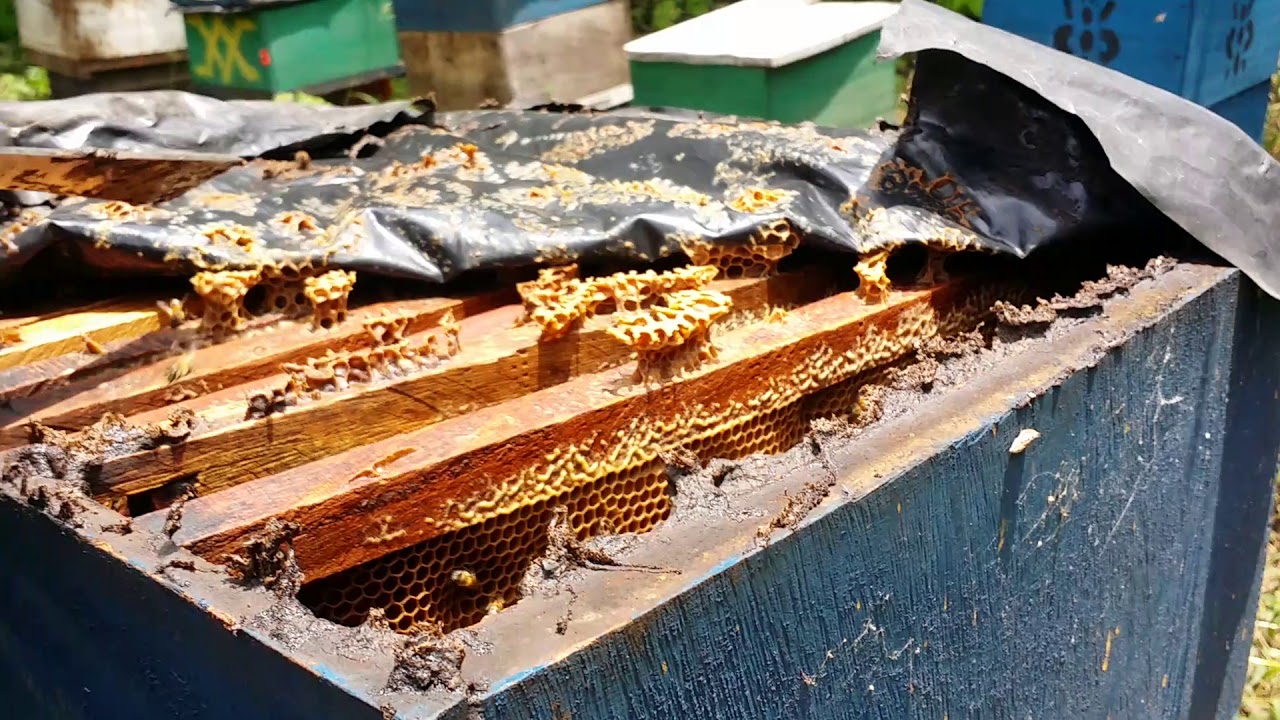 EXTRACCION DE PROPOLEO