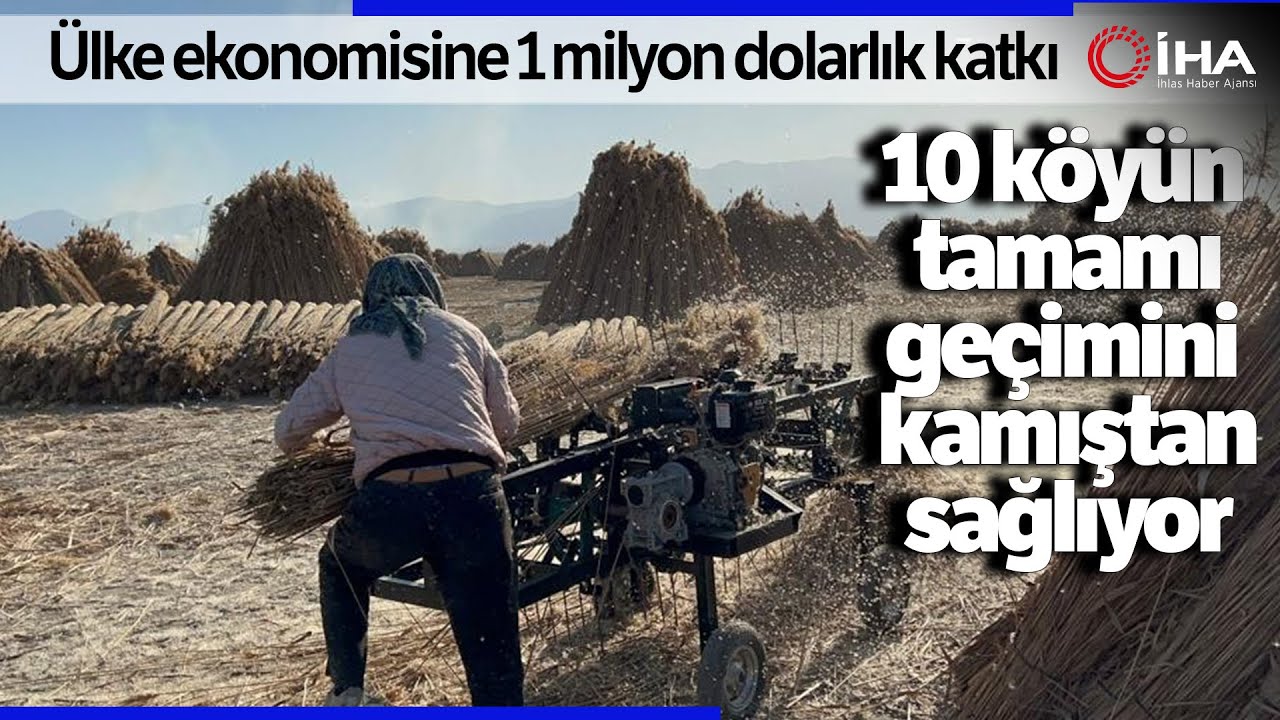 5 Aylık Kamış Sezonunda 1 Milyon Dolarlık İhracat Yapıyorlar