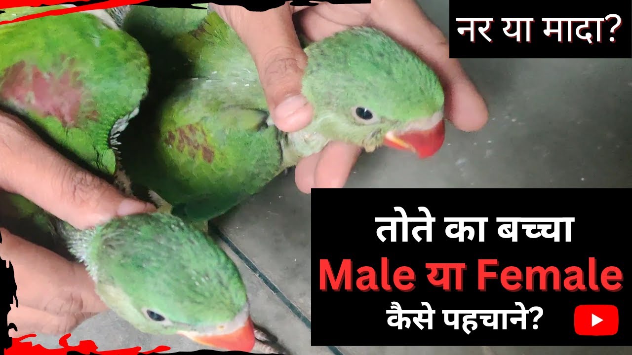 तोते का बच्चा Male या Female पहचाने | 3 steps में पहचाने