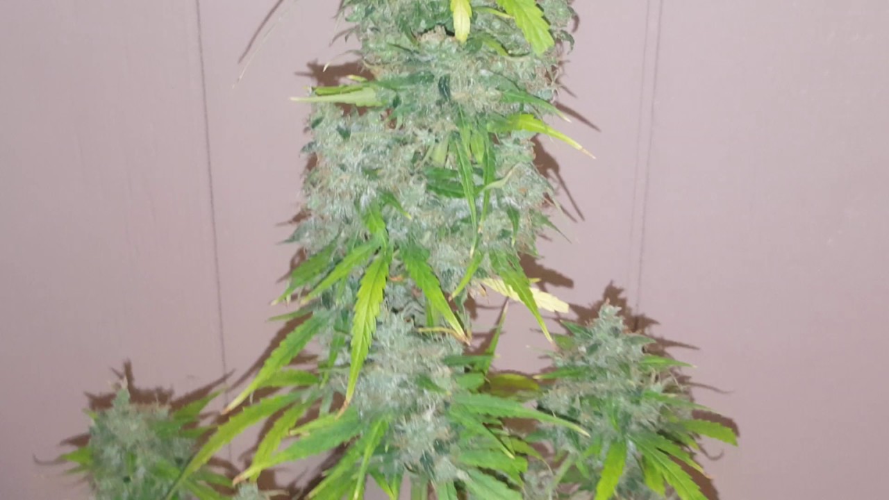 Ep #12 Ak-47 AutoFlower Grow Pre-Harvest Day (Day 78 From Seed)