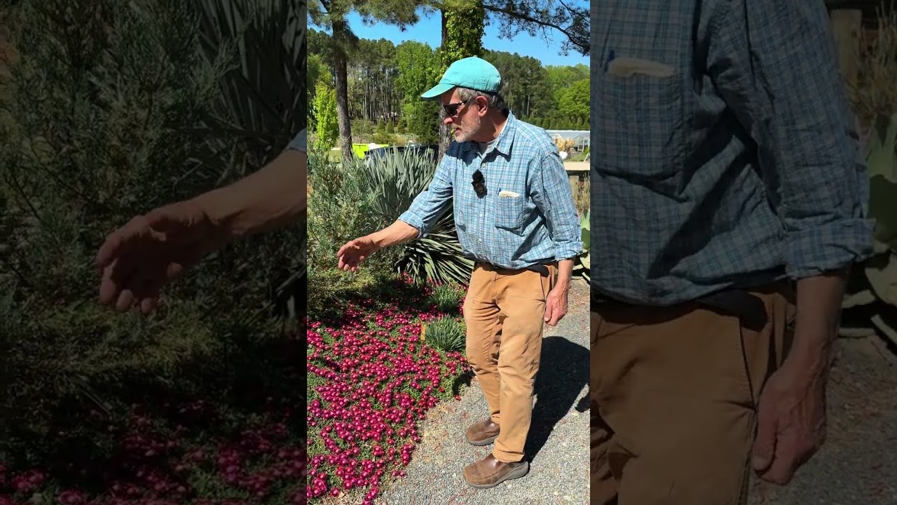 Delosperma varieties - Razzle Dazzle, Orchid Flash, and Dancing Embers