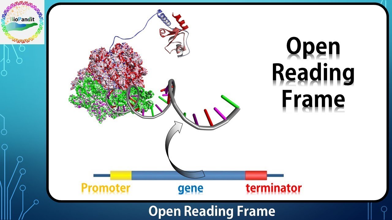 Open Reading Frame