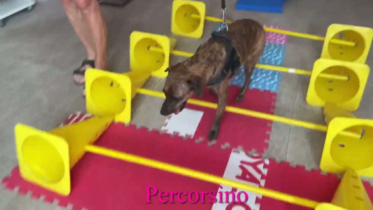 Riabilitazione in cane neurologico - Fisioterapia Veterinaria Pisa®