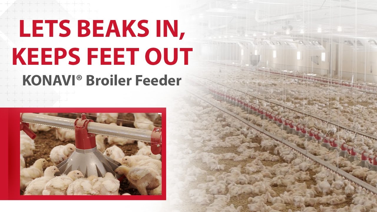 Chore-Time® Broiler House with KONAVI® Broiler Feeders