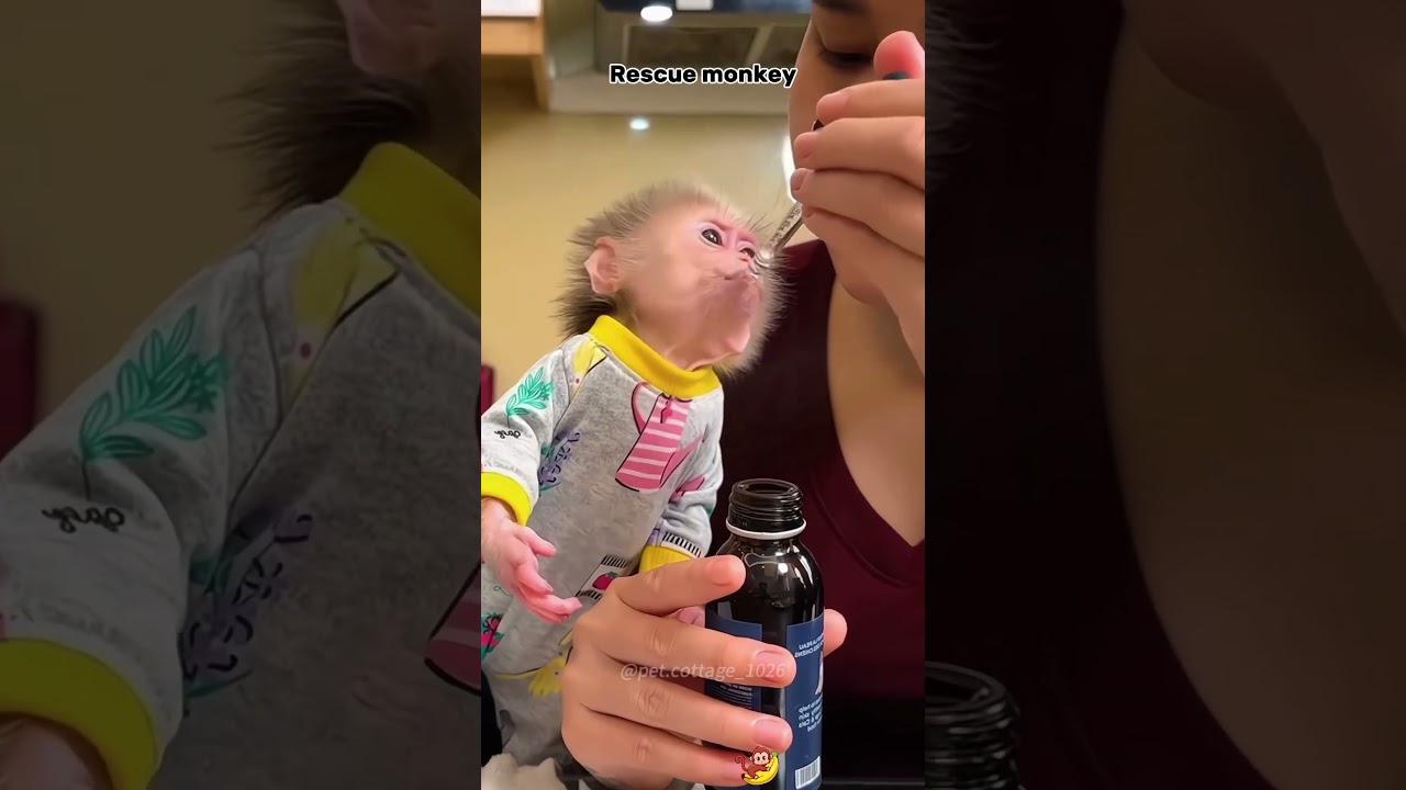 Rescue the monkey #music #lyrics #nostalgia