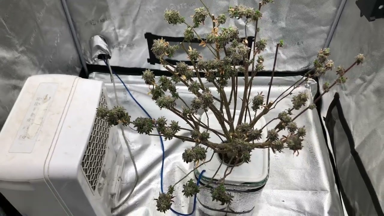 How To Re-Veg a Cannabis Plant in 3 Weeks(Spider Farmer SE5000)