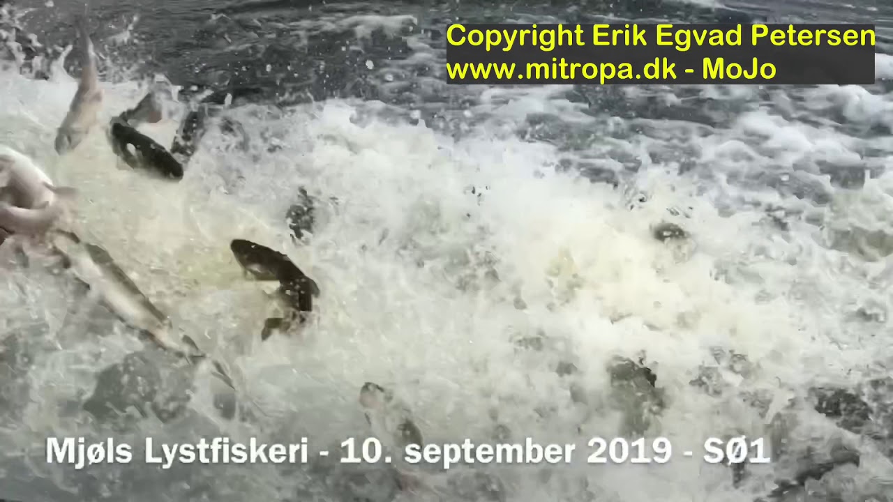 Mj&oslash;ls Lystfiskeri - S&aring;dan fanger du guld&oslash;rreder og regnbue&oslash;rreder - friske fisk