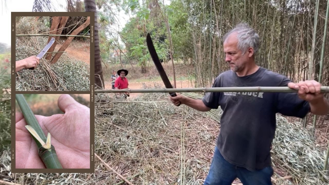 Nunca deixe de isso acontecer quando cortar bambu pra vara de pesca