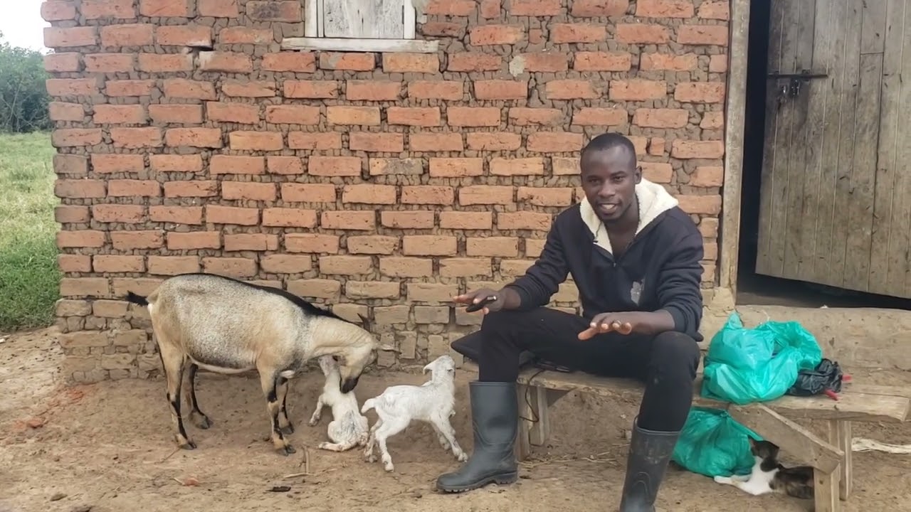 What Is HEAT PERIOD? - Signs Of "HEAT" In Goats