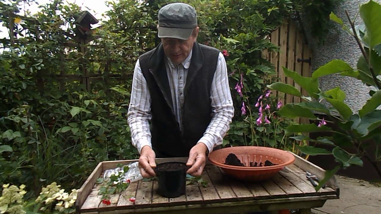 Propagating Salvia Hot Lips plant