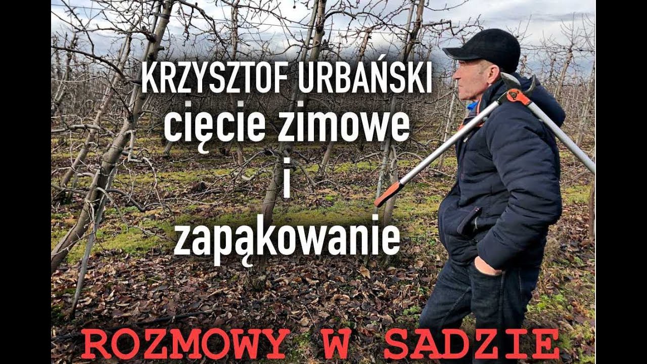 Krzysztof Urbański Cięcie zimowe jabłoni i zapąkowanie - ROZMOWY W SADZIE odc. I