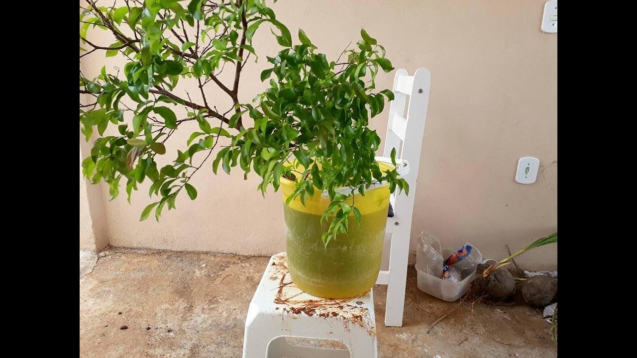 incrivel coloque um galho de jabuticaba de 1 metro em um balde com agua e terra e vejam o resultado.