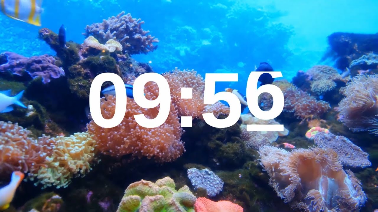 10 Minute Timer Relaxing Music Lofi Fish Background
