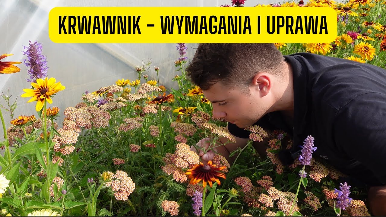 Krwawnik &ndash; wymagania, uprawa i pielęgnacja (Niewymagająca, długo kwitnąca bylina o ładnym zapachu)