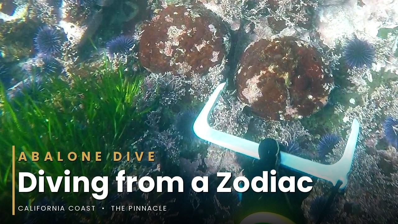 Diving for Abalone from a zodiac. Bonus: Seagull Rescue