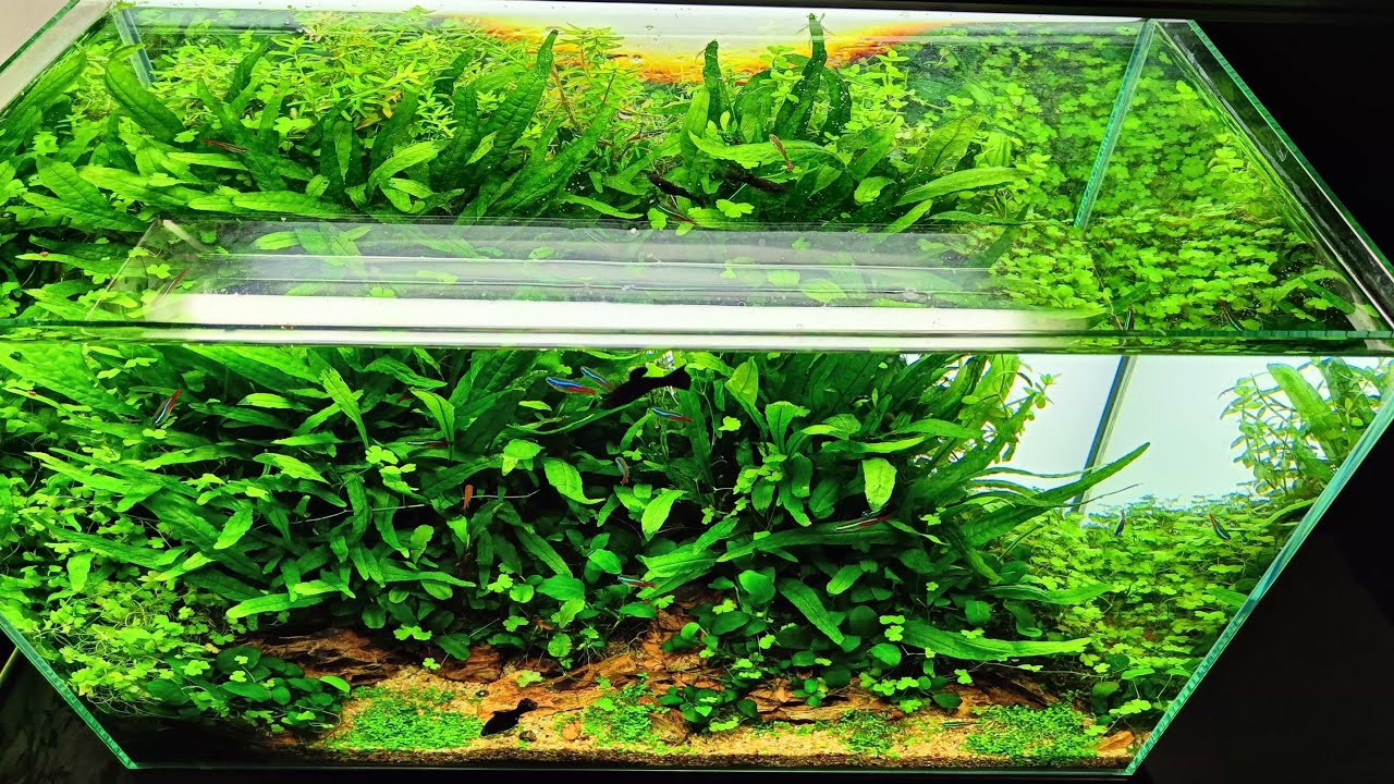 123. Akwarium dla każdego | Część 2z2 | 63 L | AquaForest Freshwater