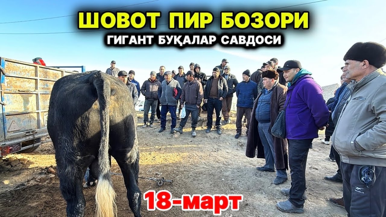 ХОРАЗМ КАТТА БУҚАЛАР БОЗОРИ САВДОЛАРИ ШОВОТ МОЛ БОЗОРИ 18-марта 2026 г.