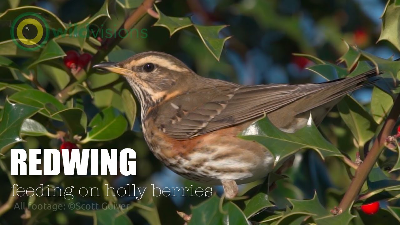 Redwing - Turdus iliacus - beautiful thrush feeding on Holly berries