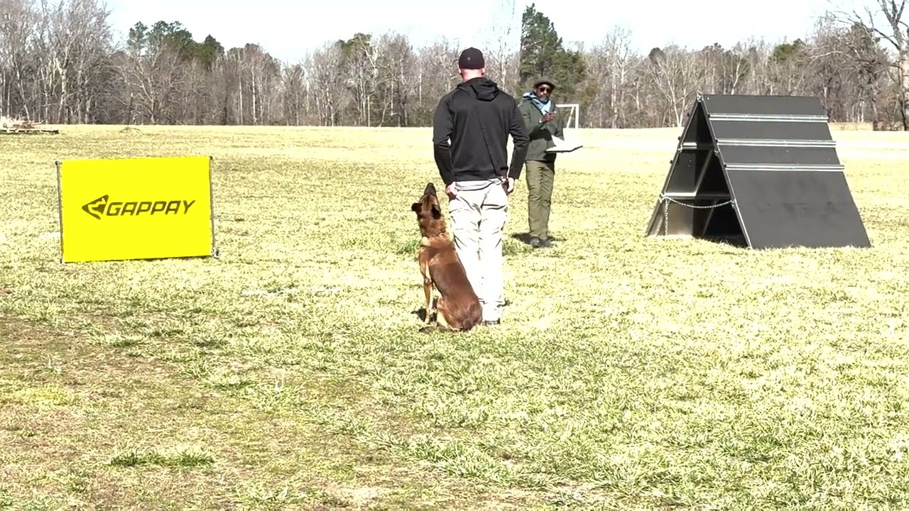 Kilo's IGP 1 Trial | Obedience
