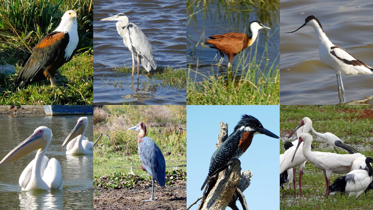BIRDS OF KENYA. PART 2