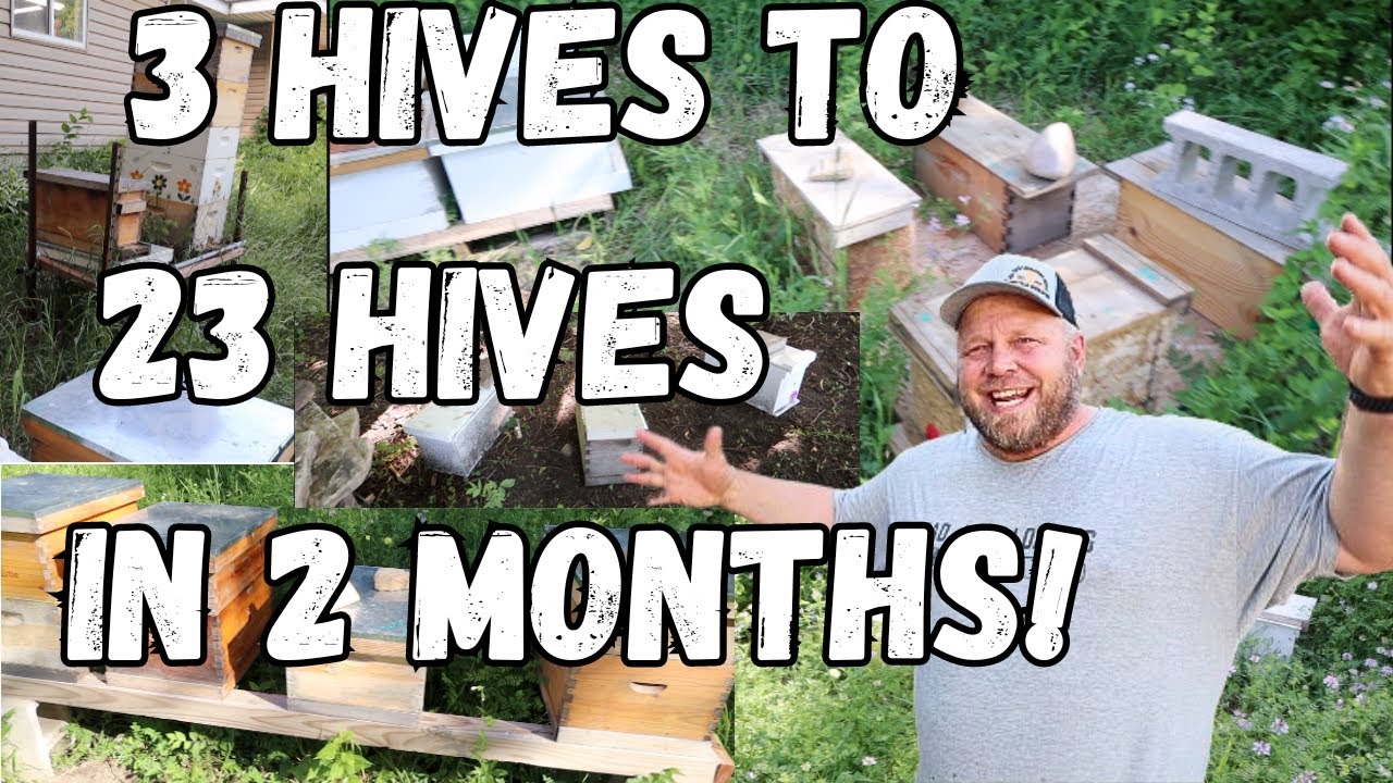 I went from 3 hives to 23 in 2 months! Growing my Apiary.