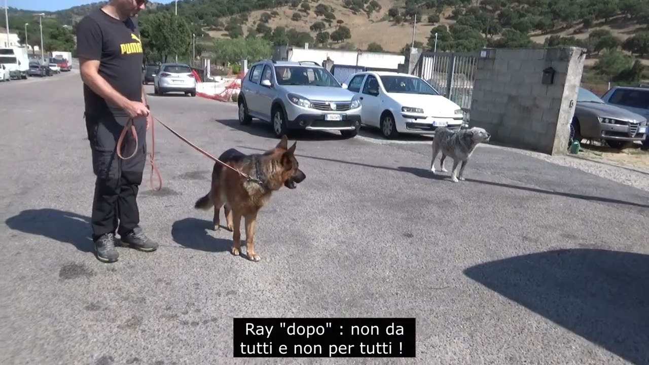 Pastore Tedesco German Shepherd maschio di 4 anni