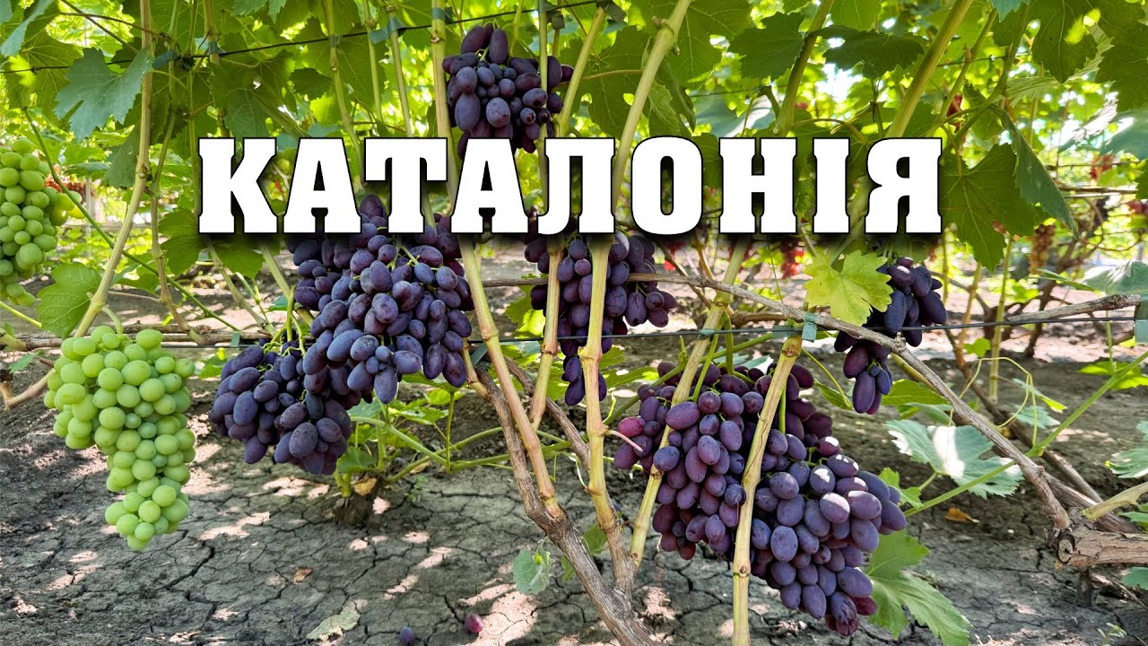 Каталонія - ультра рання форма винограду селекції Бурдака О.В.