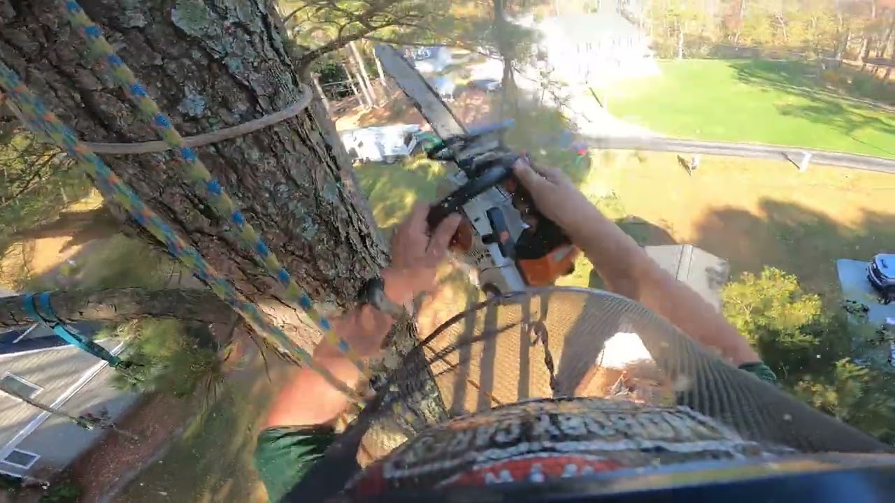  Speedlining & Rigging This Pine -No Yard Damage Allowed!