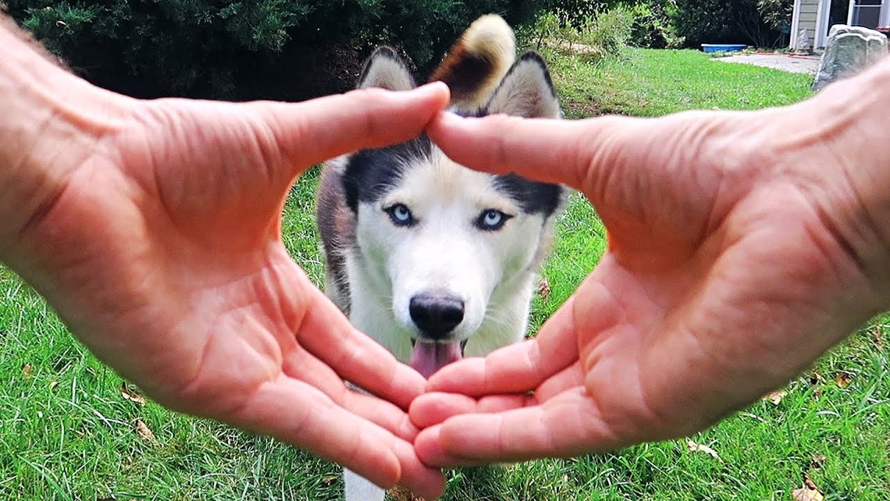 Dog Snoot Challenge Fail