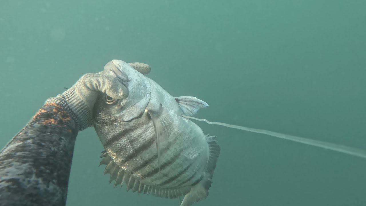Afinal havia outro, condições muito más com pouco peixe