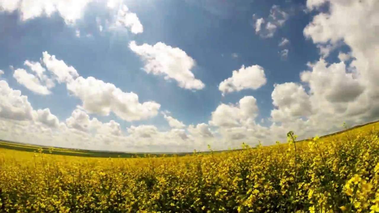Canola timelapse