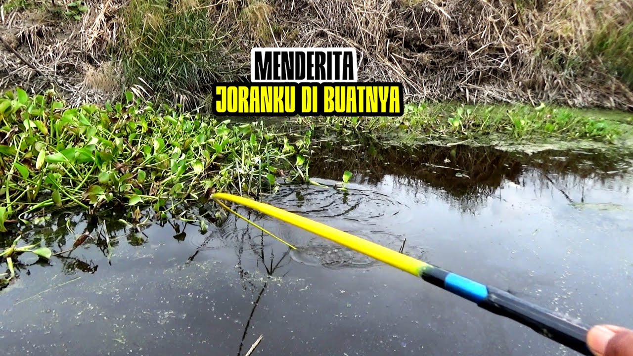 TERLALU MUJUR!!! Pemancing Sampai Heran Umpanku Jatuh Langsung Di Terkam 