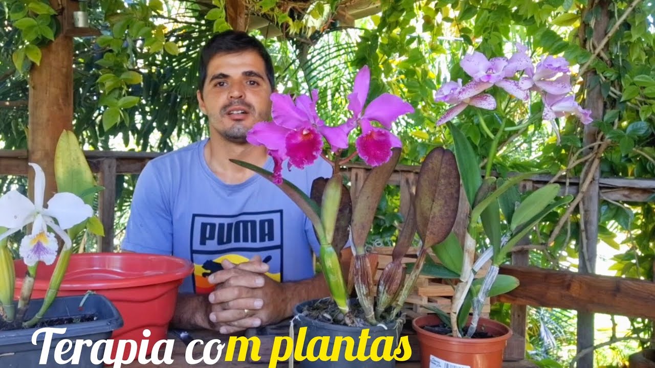 Replante de orquídeas sem complicações ,#minha história de superação  através das orquideas 